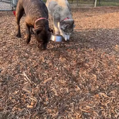 Plainwell Dog Park - Plainwell, MI