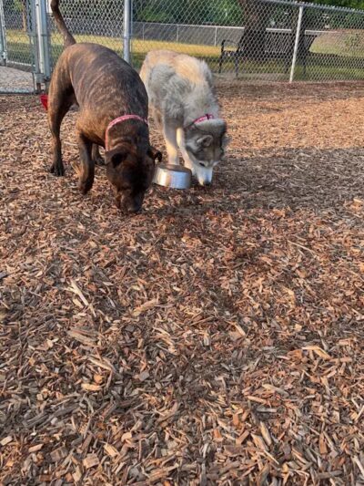 Plainwell Dog Park - Plainwell, MI