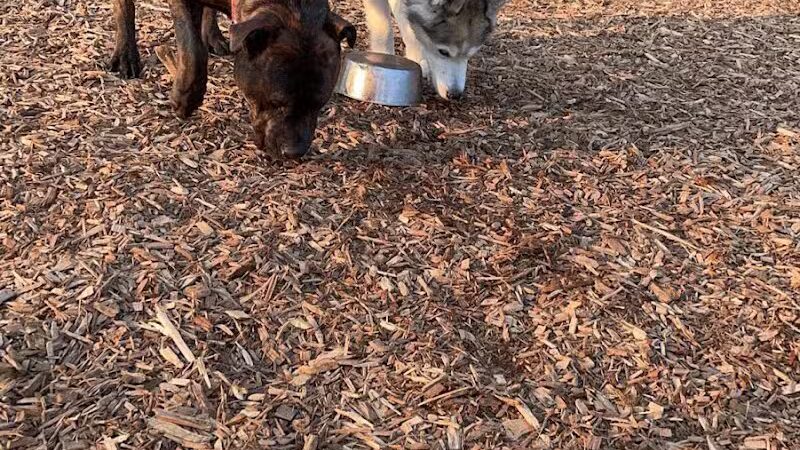 Plainwell Dog Park - Plainwell, MI