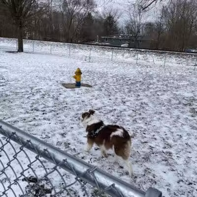 Plainwell Dog Park - Plainwell, MI