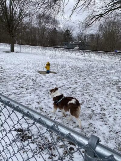 Plainwell Dog Park - Plainwell, MI
