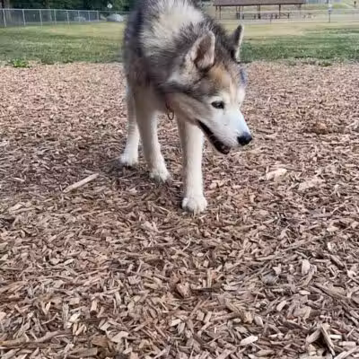 Plainwell Dog Park - Plainwell, MI