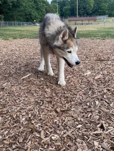 Plainwell Dog Park - Plainwell, MI