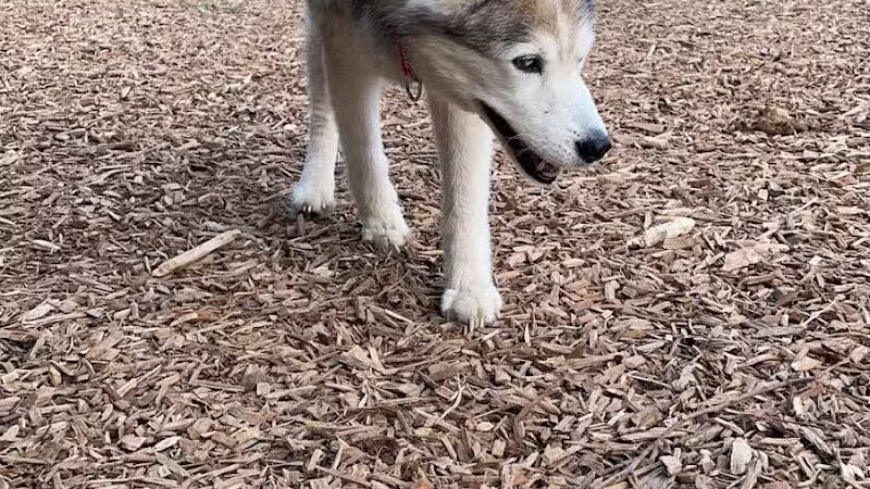 Plainwell Dog Park - Plainwell, MI