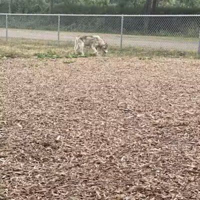 Plainwell Dog Park - Plainwell, MI