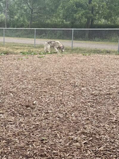 Plainwell Dog Park - Plainwell, MI