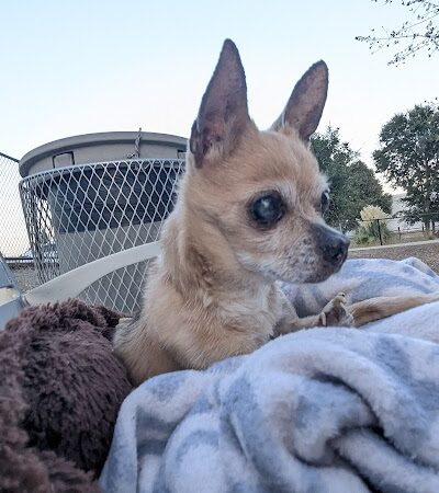 Chilpancingo Dog Park - Pleasant Hill, CA