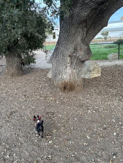 Chilpancingo Dog Park - Pleasant Hill, CA