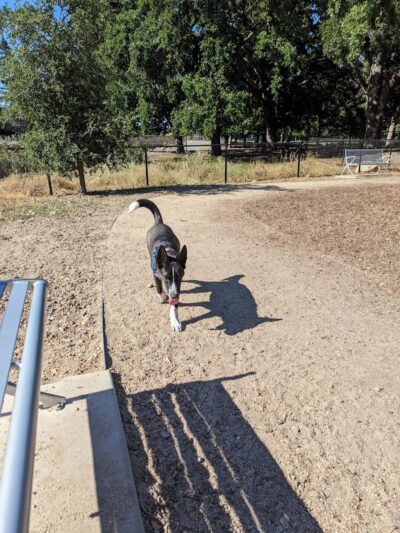 Chilpancingo Dog Park - Pleasant Hill, CA