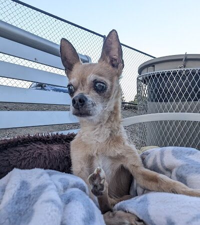 Chilpancingo Dog Park - Pleasant Hill, CA