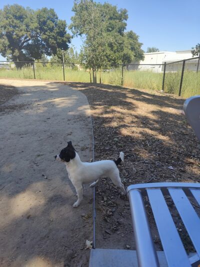 Chilpancingo Dog Park - Pleasant Hill, CA