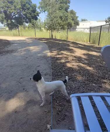 Chilpancingo Dog Park - Pleasant Hill, CA