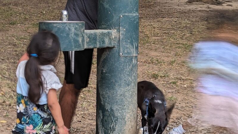 Paso Nogal Dog Park - Pleasant Hill, CA