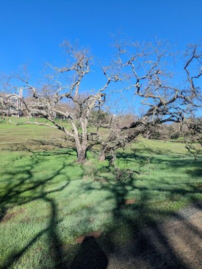 Paso Nogal Park - Pleasant Hill, CA