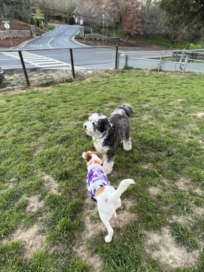 Paso Nogal Park - Pleasant Hill, CA