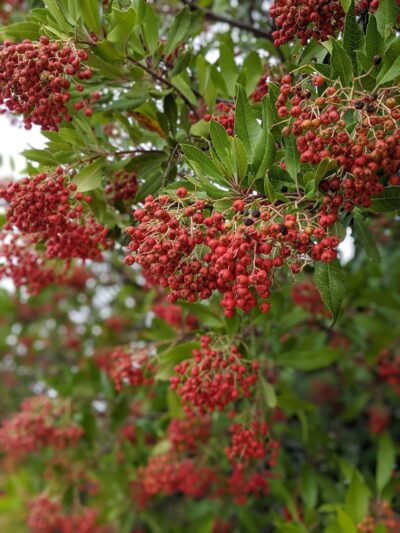 Paso Nogal Park - Pleasant Hill, CA