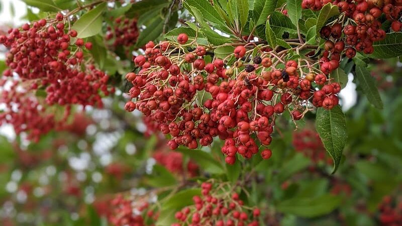 Paso Nogal Park - Pleasant Hill, CA
