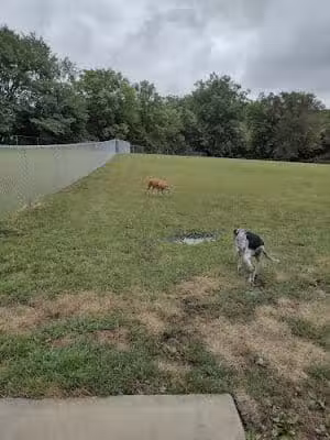Best Friends Dog Park - Pleasant Hill, MO
