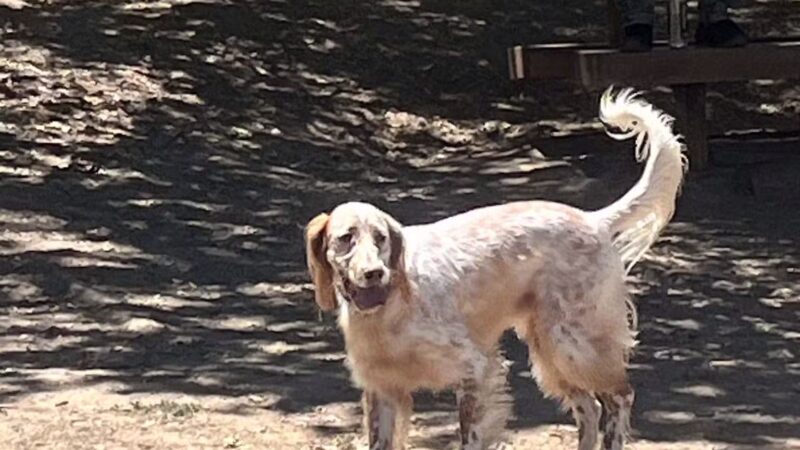 Paso Nogal Park - Pleasant Hill, CA