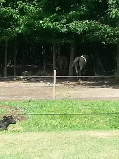 Pleasant Lake - Pleasant Lake, MI