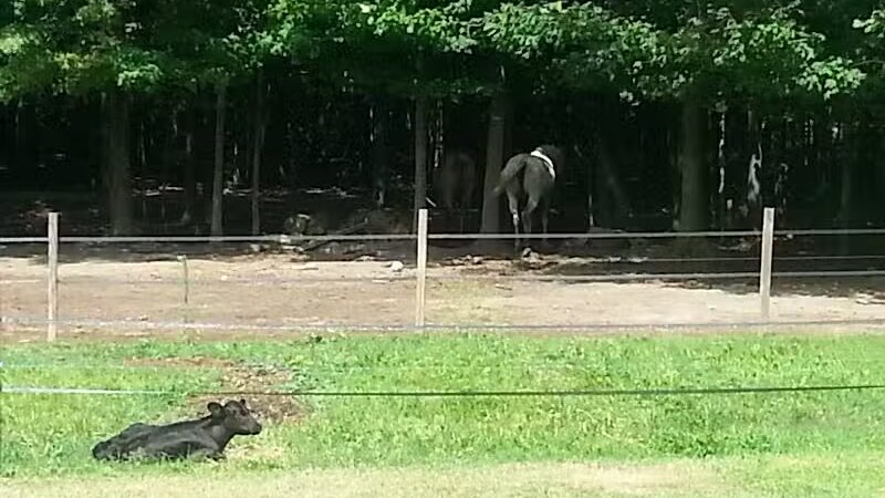 Pleasant Lake - Pleasant Lake, MI