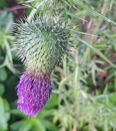 Pleasant Lake - Pleasant Lake, MI