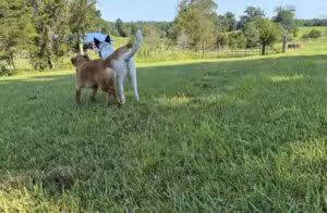 LaLa Land aka Pups Paradise Private Dog Park - Pleasant View, TN