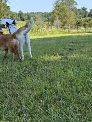 LaLa Land aka Pups Paradise Private Dog Park - Pleasant View, TN