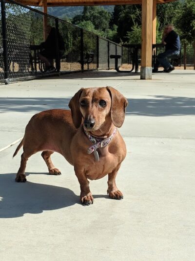 Cubby's Dog Park - Pleasanton, CA