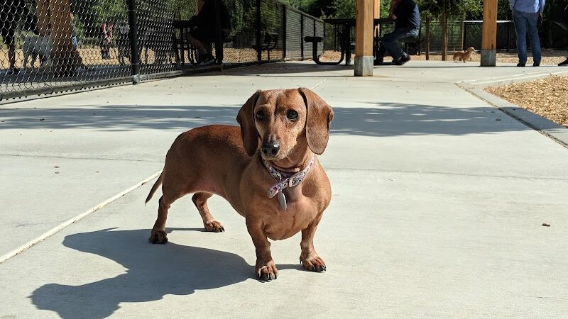 Cubby's Dog Park - Pleasanton, CA