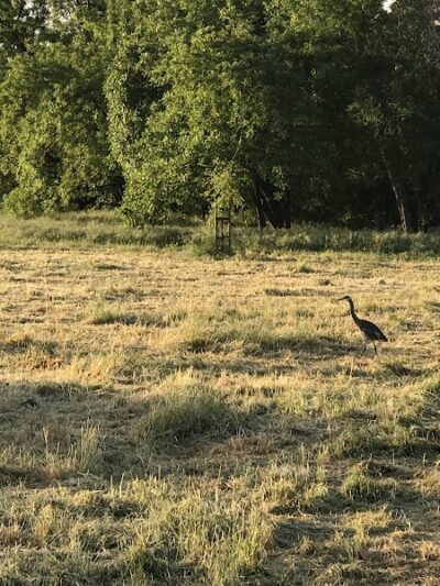Cubby's Dog Park - Pleasanton, CA