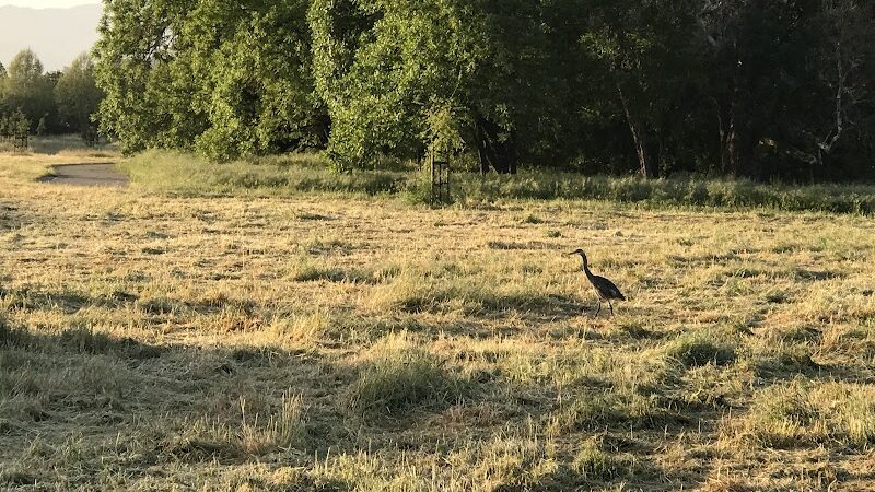 Cubby's Dog Park - Pleasanton, CA