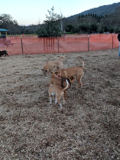 Cubby's Dog Park - Pleasanton, CA