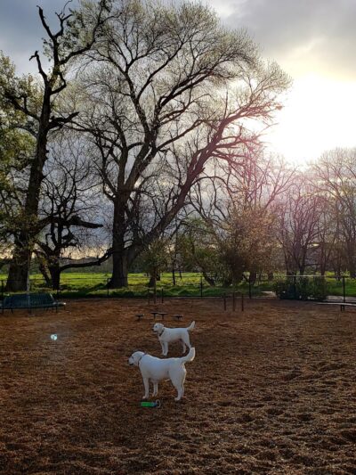 Cubby's Dog Park - Pleasanton, CA