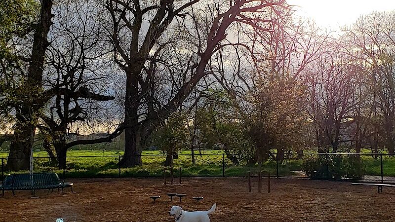Cubby's Dog Park - Pleasanton, CA