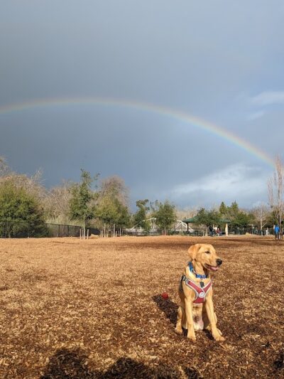 Cubby's Dog Park - Pleasanton, CA