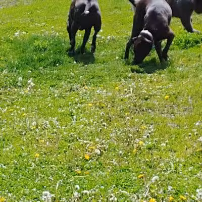 4 Paws Dog Park - Plymouth,