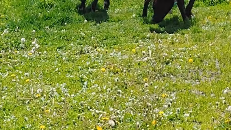 4 Paws Dog Park - Plymouth,