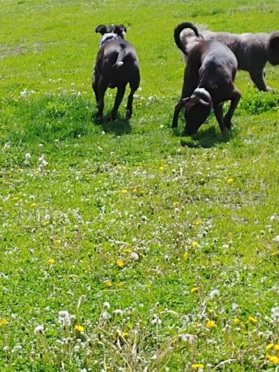 4 Paws Dog Park - Plymouth,