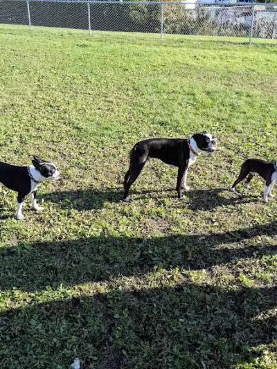 4 Paws Dog Park - Plymouth,