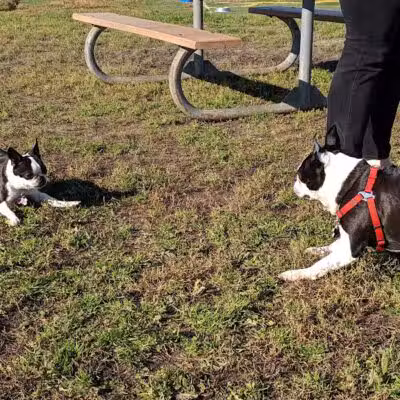 4 Paws Dog Park - Plymouth,
