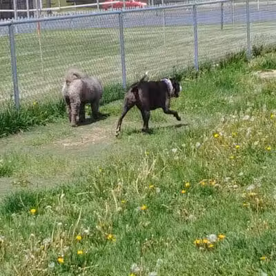 4 Paws Dog Park - Plymouth,