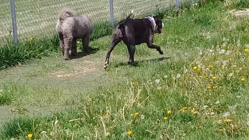 4 Paws Dog Park - Plymouth,