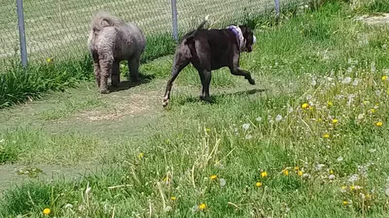 4 Paws Dog Park - Plymouth,