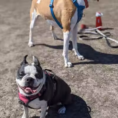 4 Paws Dog Park - Plymouth,