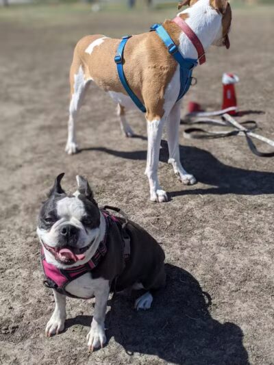 4 Paws Dog Park - Plymouth,