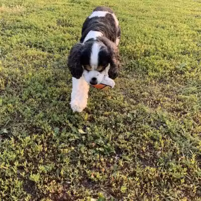 4 Paws Dog Park - Plymouth,