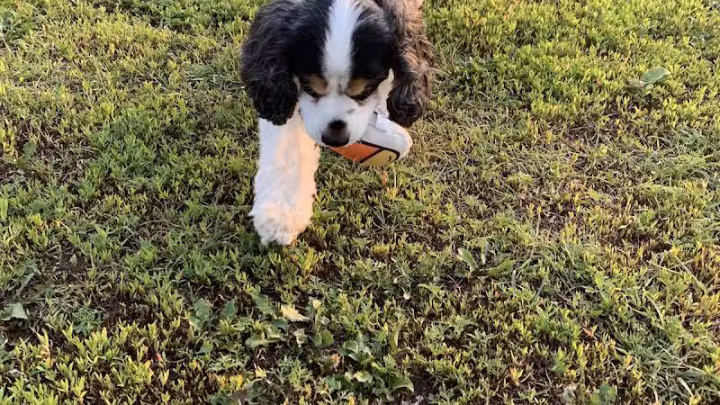 4 Paws Dog Park - Plymouth,