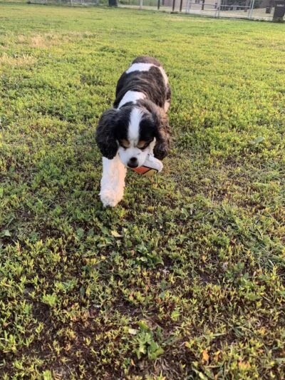 4 Paws Dog Park - Plymouth,