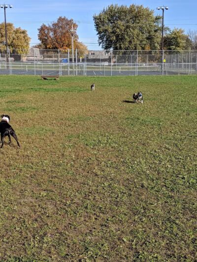 4 Paws Dog Park - Plymouth,